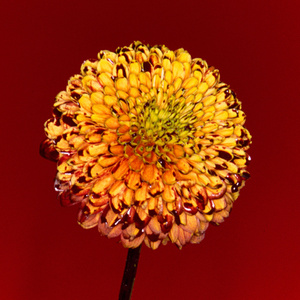 久草免费福利资源站在线观看
